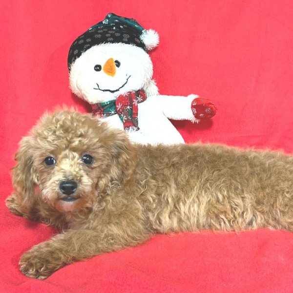 Rolo